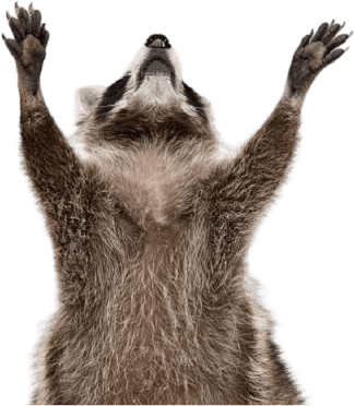 Mapache Tattoo Studio