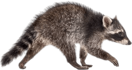 Mapache Tattoo Studio